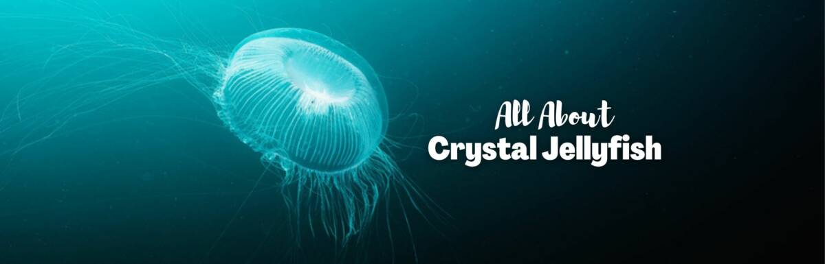 Crystal Jellyfish Featured image