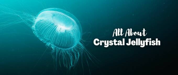 Crystal Jellyfish Featured image
