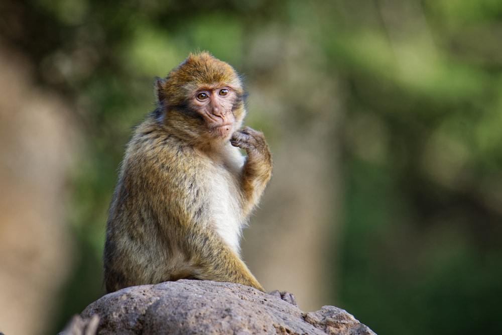 Barbary Macaques sitting on a stone
