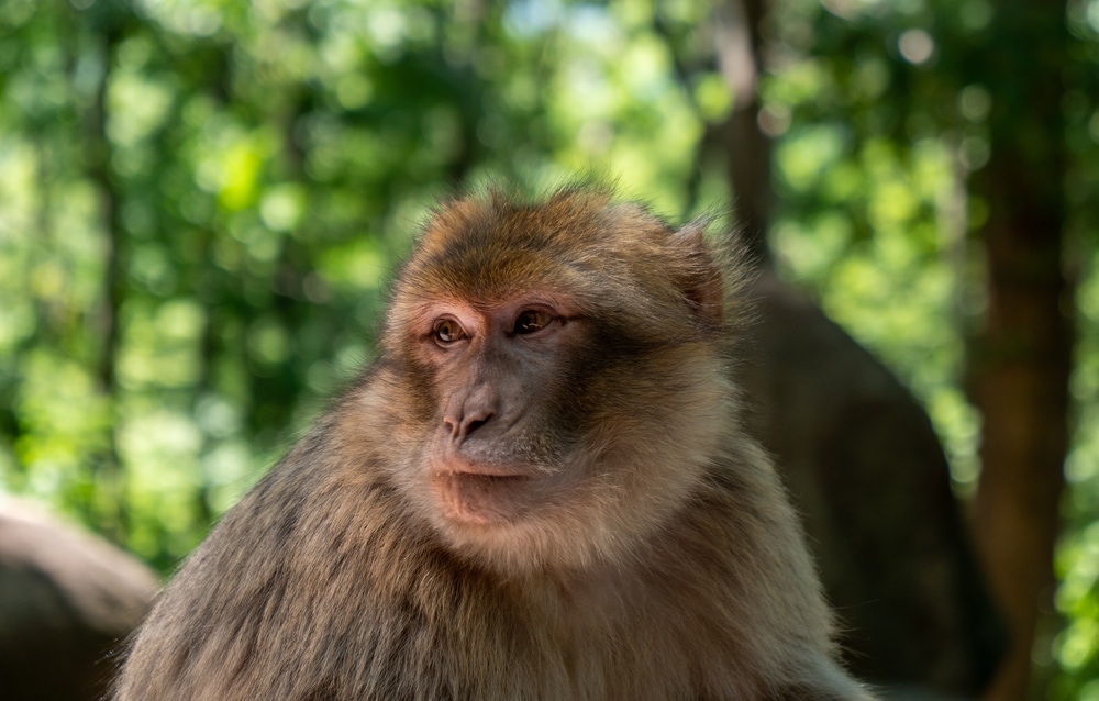 Close up photo of the Barbary Macaque