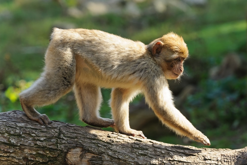 Barbary Macaques walking on a branch of tree