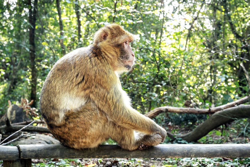 Barbary Macaques sitting in the middle of the forest