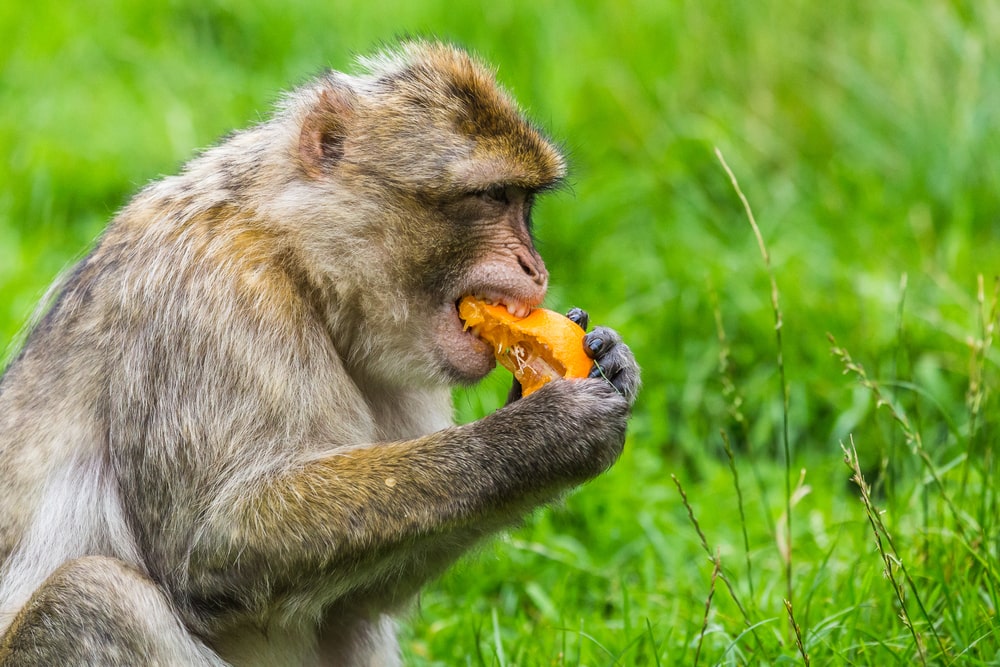 Barbary Macaques eating some mangoes