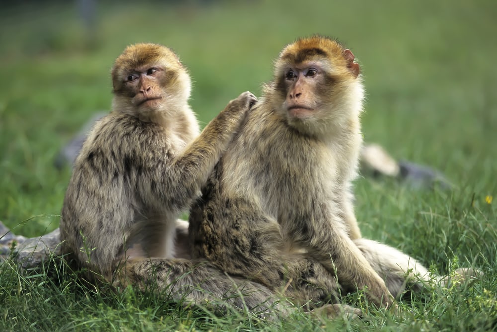Two Barbary Macaques looking back