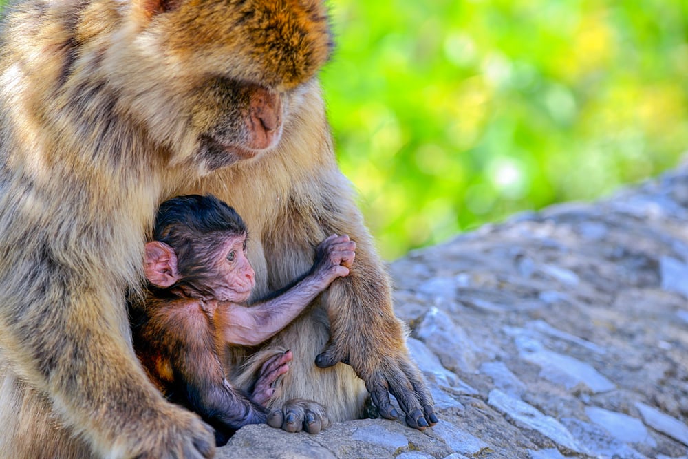 Barbary Macaques with its baby on his arms
