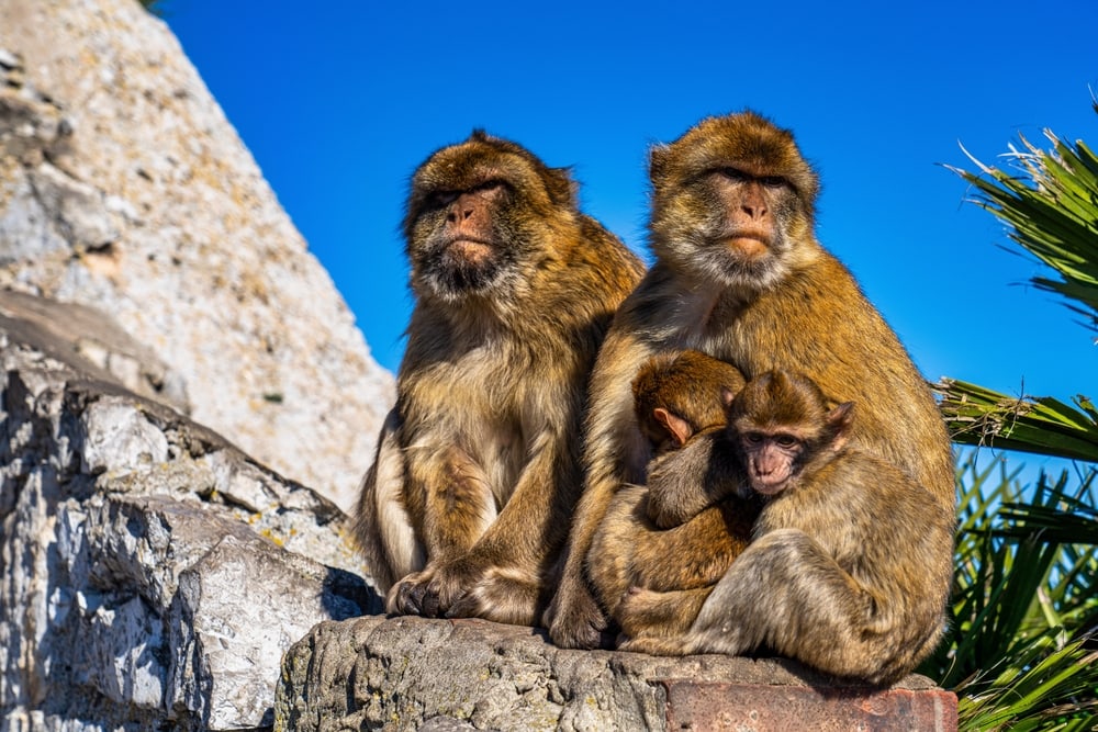 Barbary Macaques parents with its babies on their arms