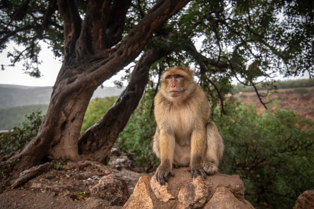 Barbary Macaques sitting on a stone under the tree