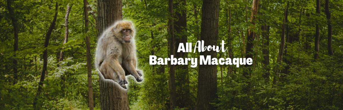 Barbary Macaque featured image