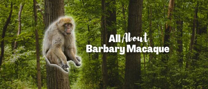 Barbary Macaque featured image