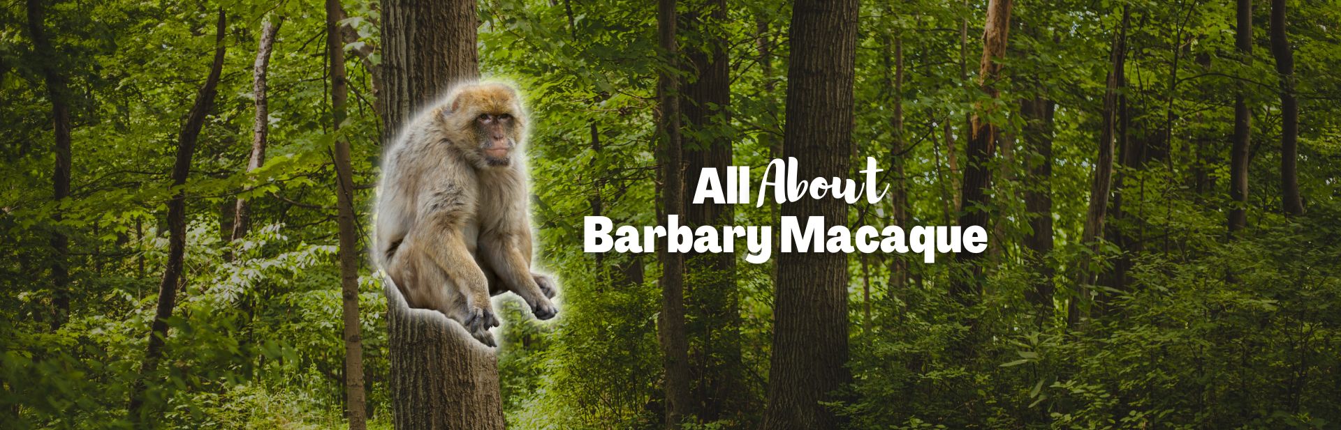 Meet the Barbary Macaque: The Only Primate Found Outside of Asia