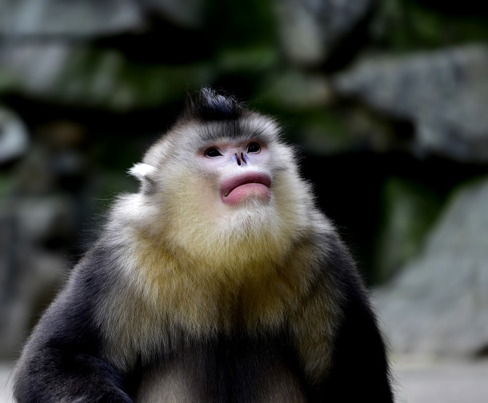 Black Snub-Nosed Monkey looking up the sky