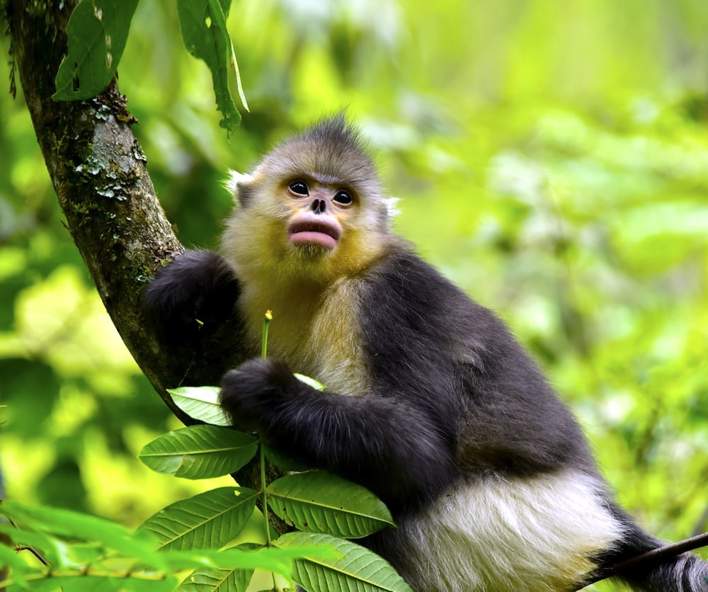 Black Snub-Nosed Monkey eating a leaf