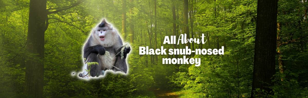 Black snub-nosed monkey featured image