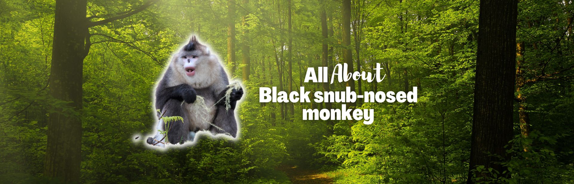 The Black Snub-Nosed Monkey: A Unique Endangered Primate