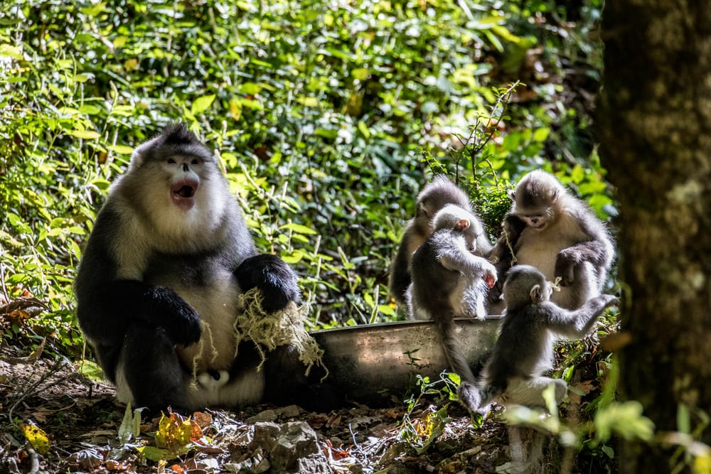 Family of Black Snub-nosed Monkeys in the middle of the forest