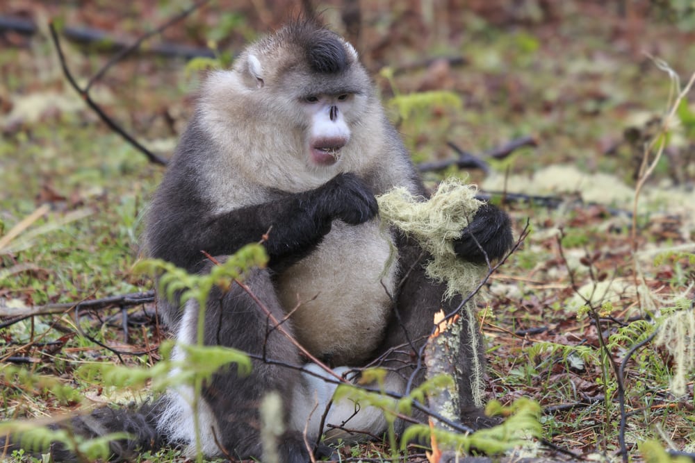 Black Snub-nosed Monkeys eating lichen in the forest