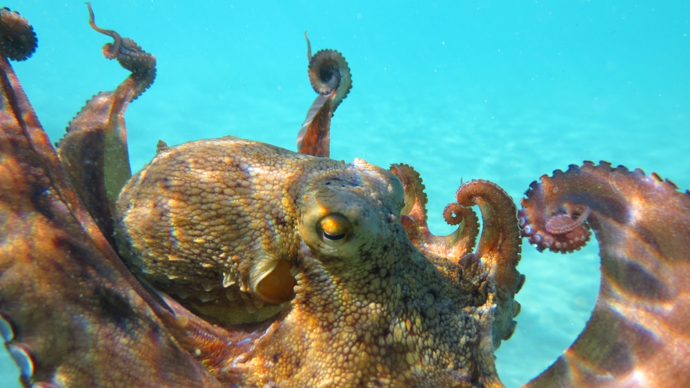 Common octopus in blue ocean