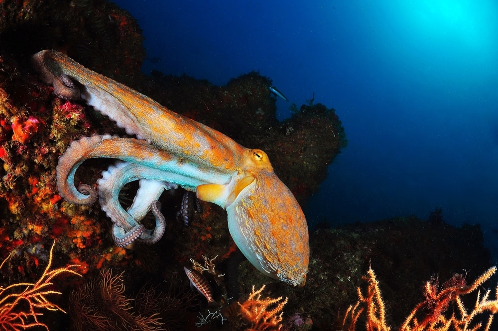 Common octopus holding on mountain of corals