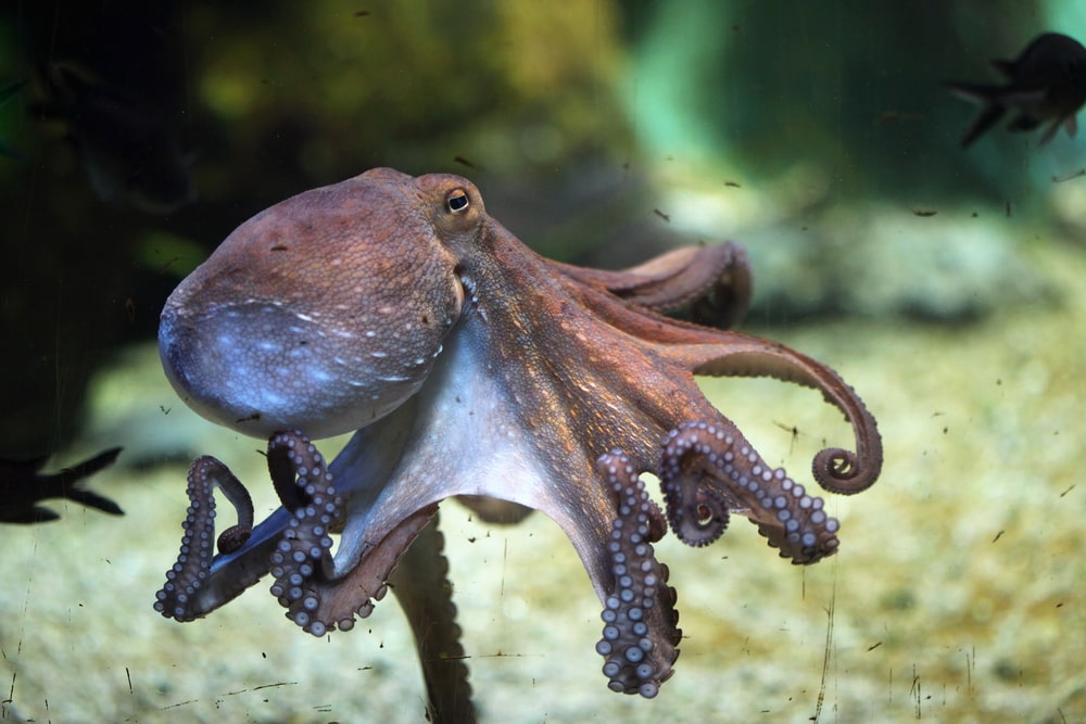 Common Octopus walking under the ocean