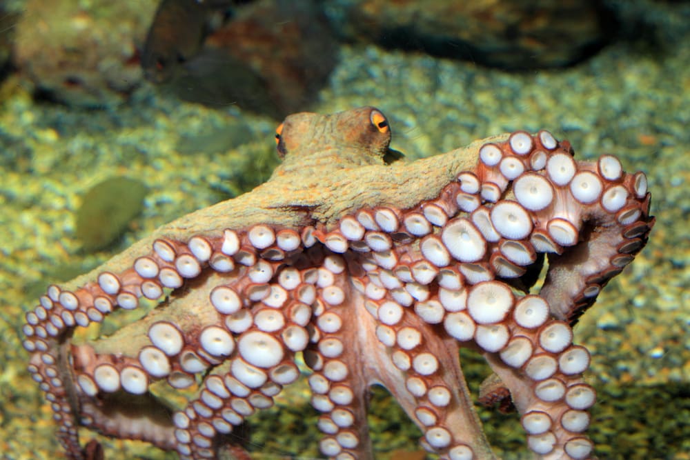 Common octopus showing its tentacles
