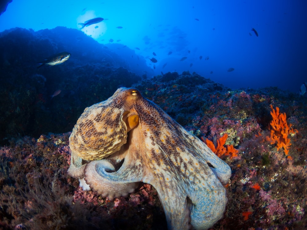 Common octopus grasping on coral reefs