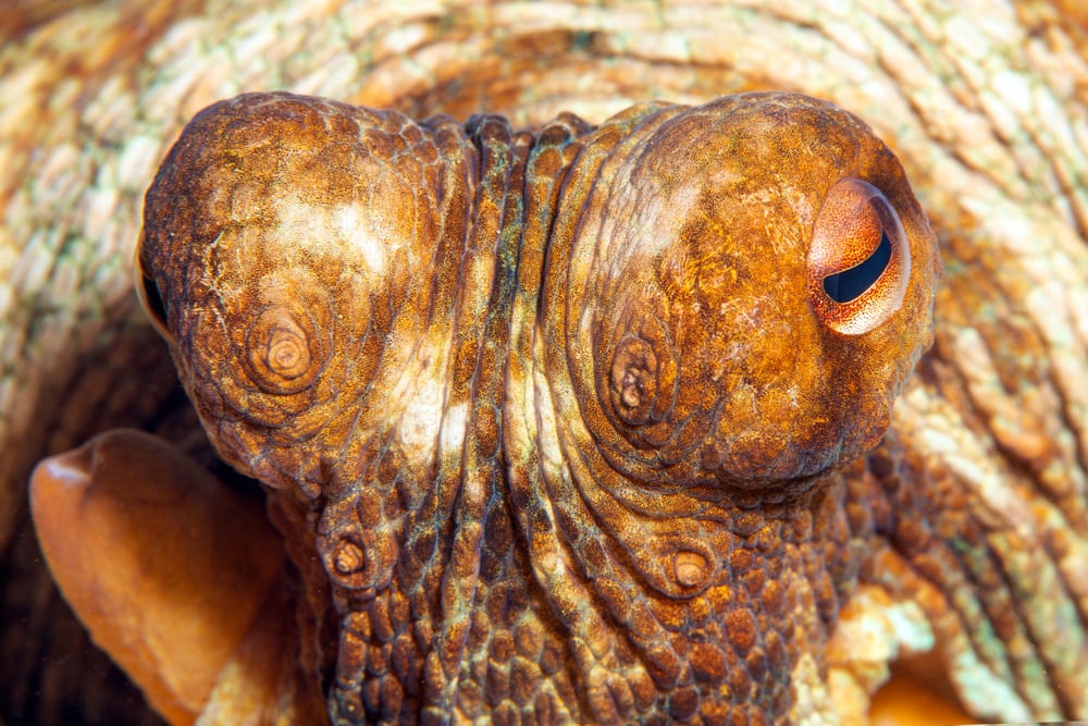Close up photo of the eyes of a common octopus