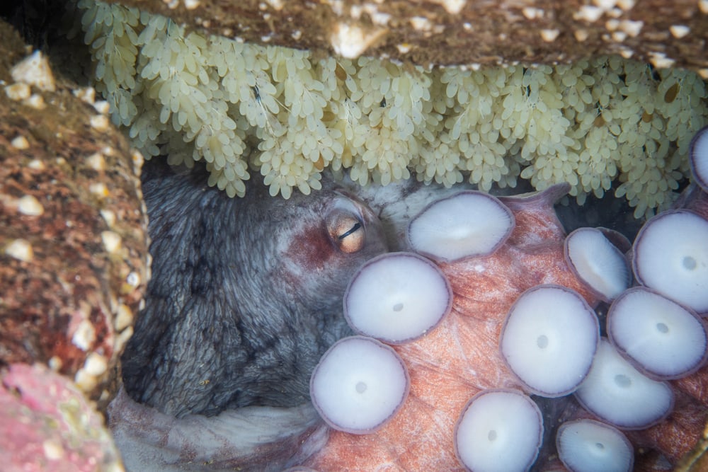 Common octopus sleeping inside corals