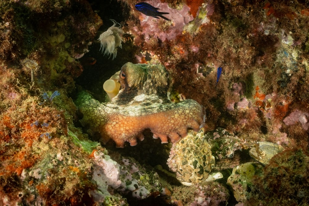 Common octopus hiding inside coral reels