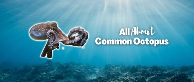 Common octopus featured image