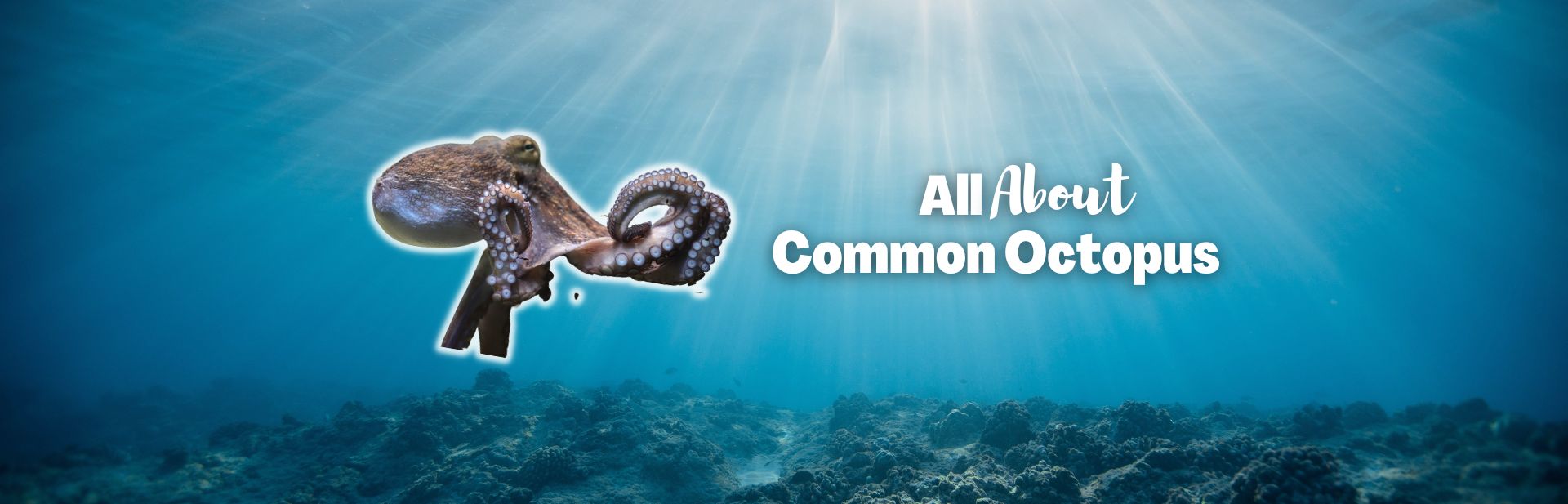Meet the Common Octopus: A Deep Ocean Genius and Master of Camouflage
