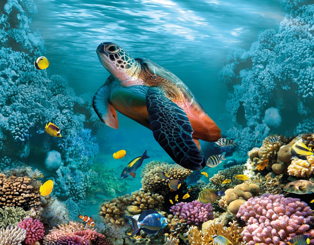 Turtle swimming on corals