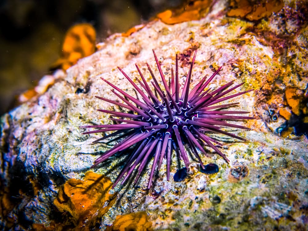 Sea Urchins sticking on a stone