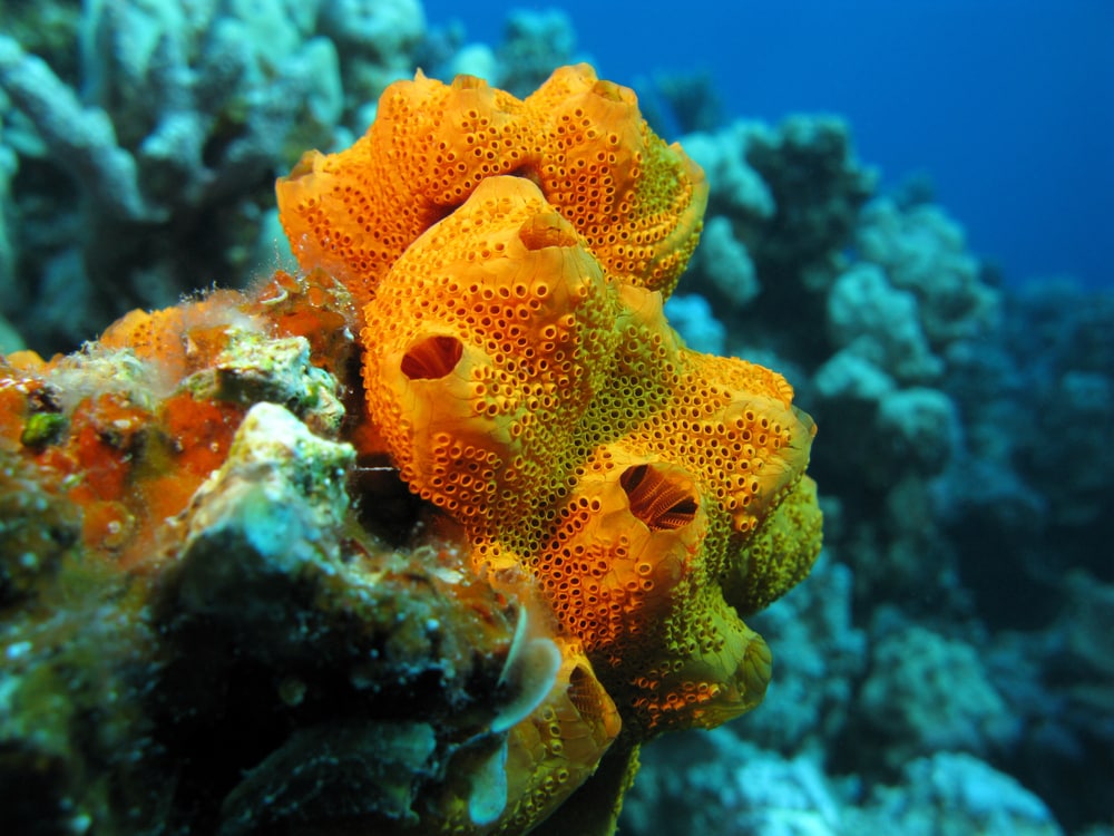 Sea Sponges on the edge of a coral