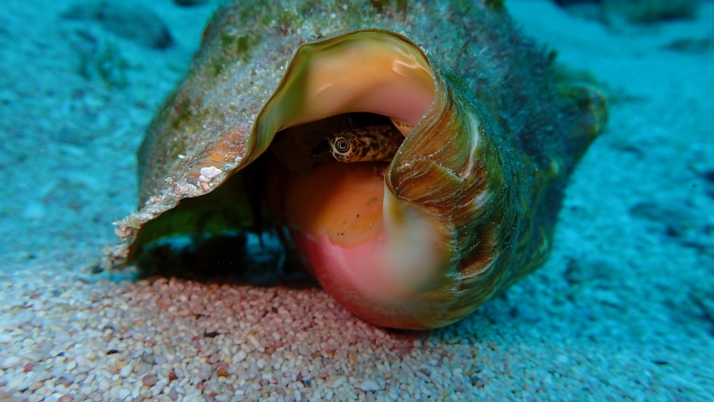 Queen Conch hiding in its shell