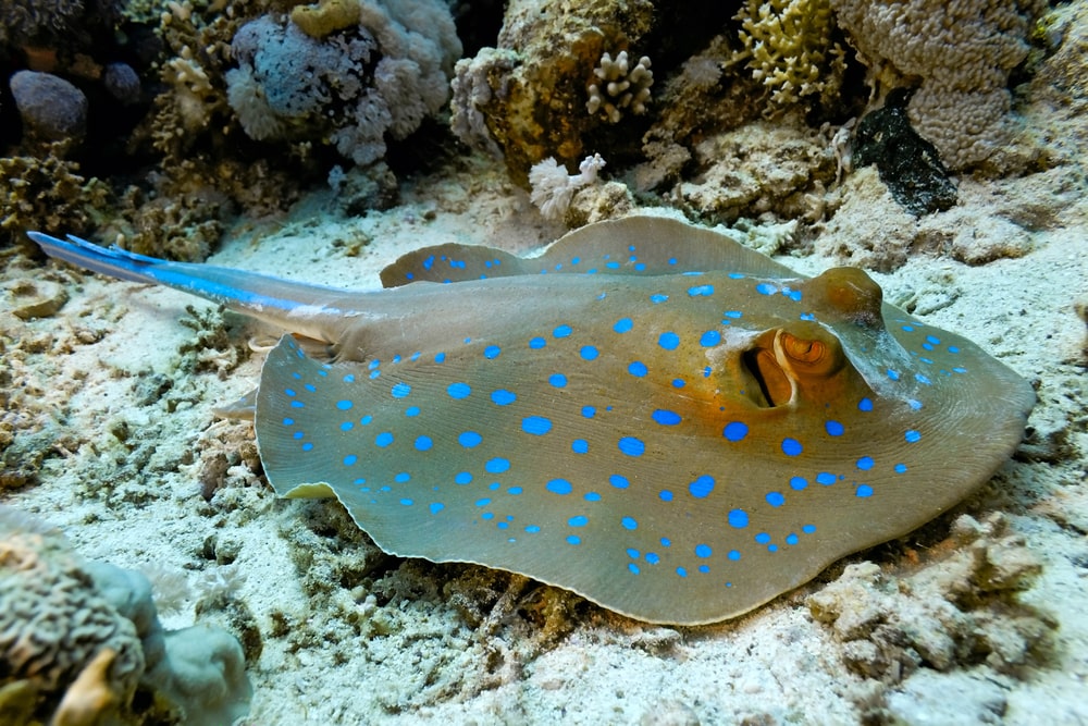 Bluespotted Stingray laying on the sand under the ocean