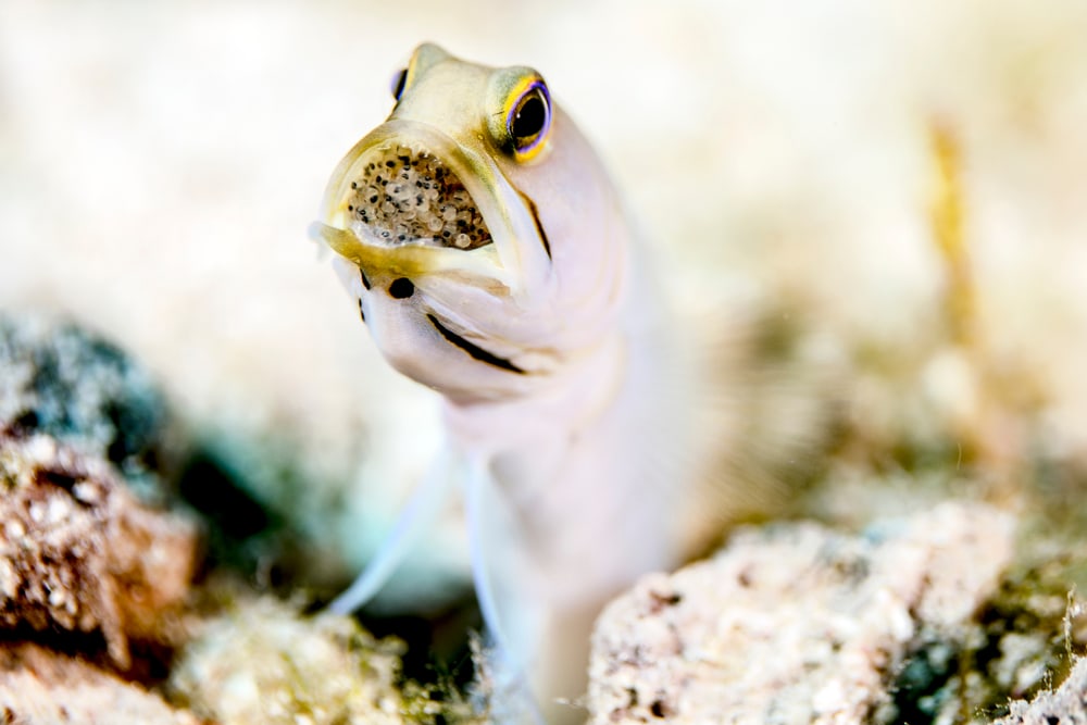 Yellow-headed Jawfish with fish on its mouth