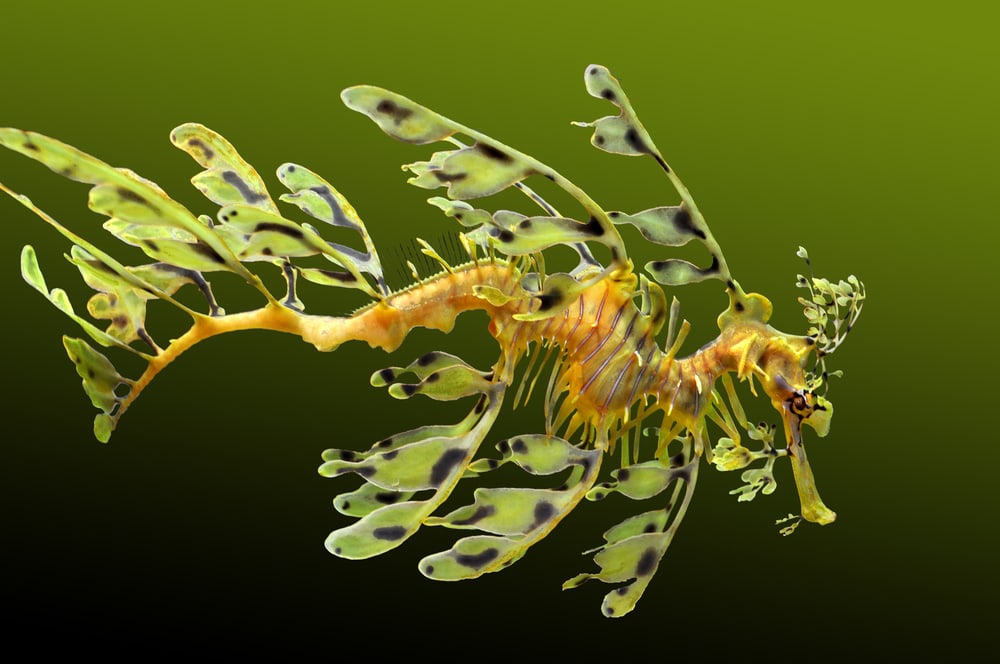 Leafy Sea Dragons swimming on a lake