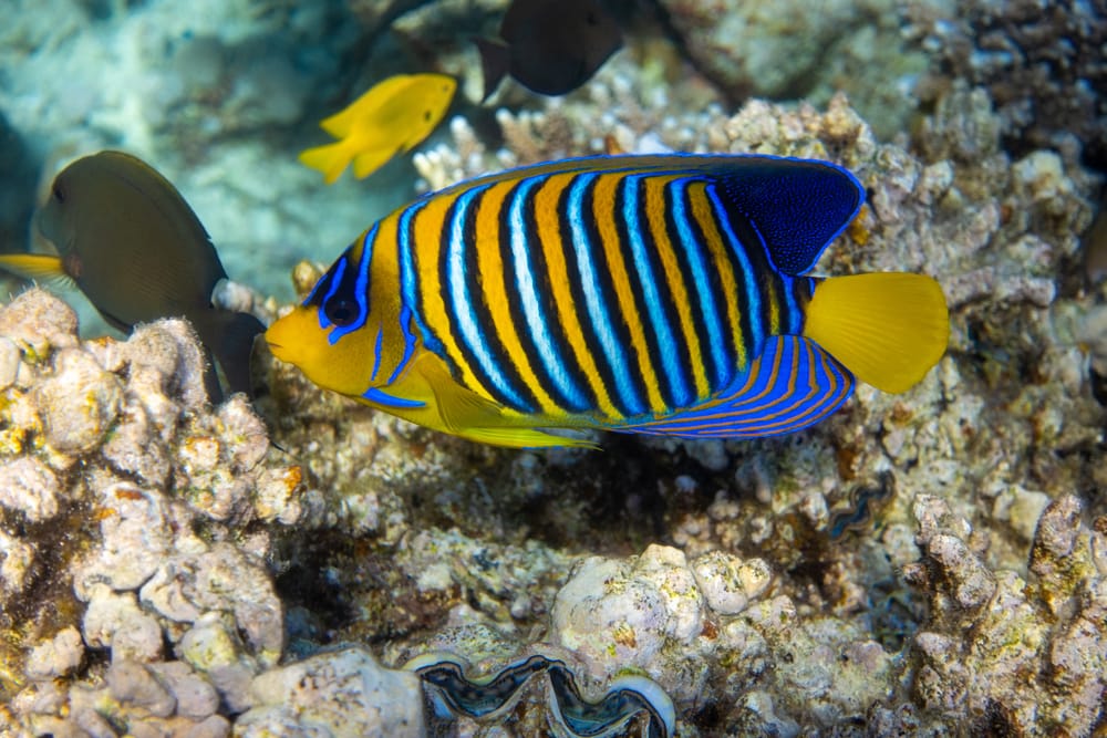 Marine Angelfish swimming on a dead corals
