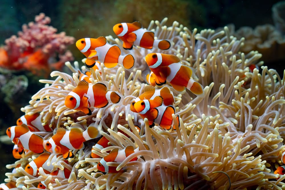 Clownfish getting out of its coral
