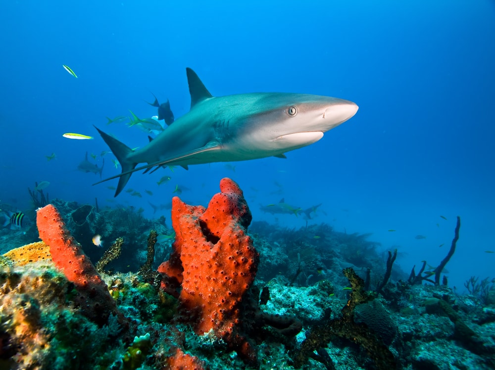 Caribbean Reef Shark swimming on top of an orange coral