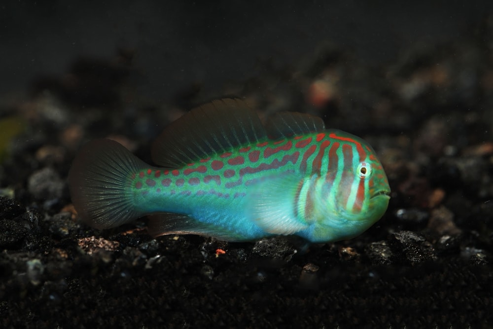 Broad-barred Goby laying on a black pebbles