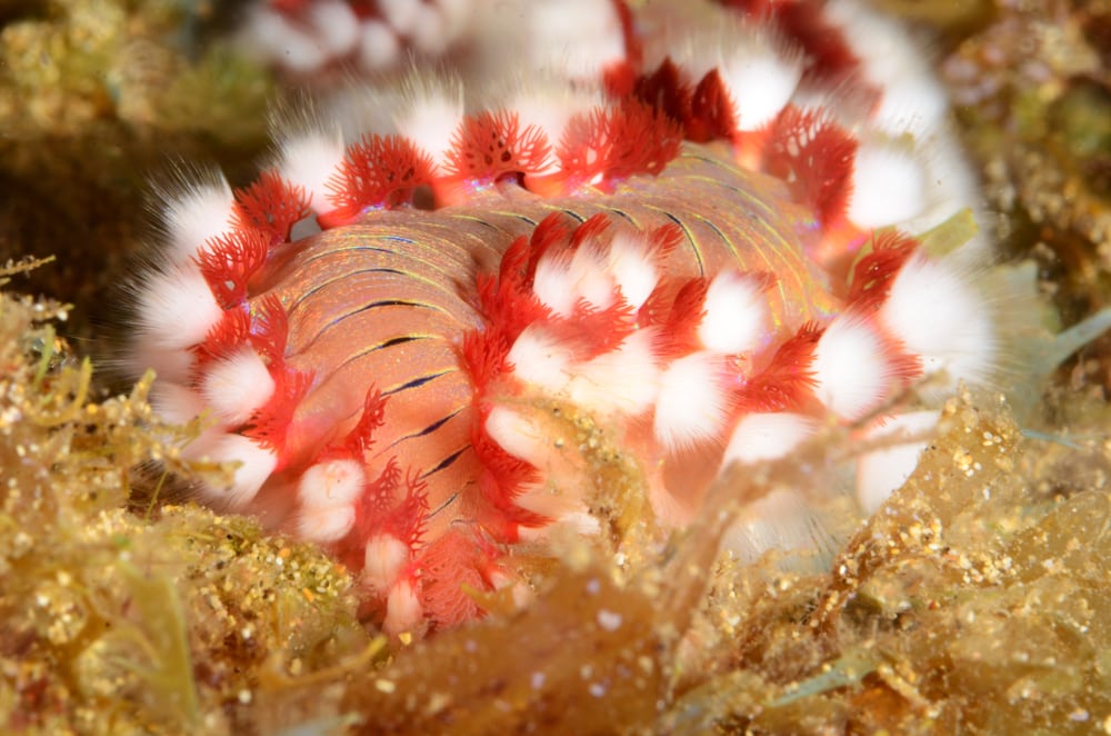 Bearded Fireworm hiding on a golden coral