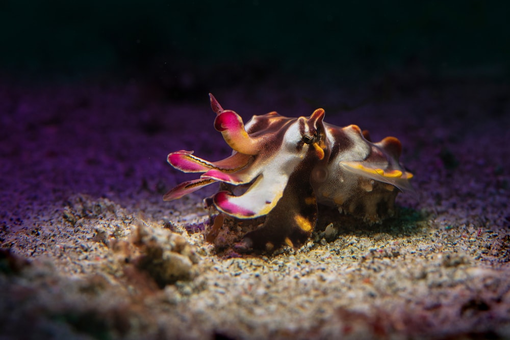 Flamboyant Cuttlefish having spotlight down the ocean