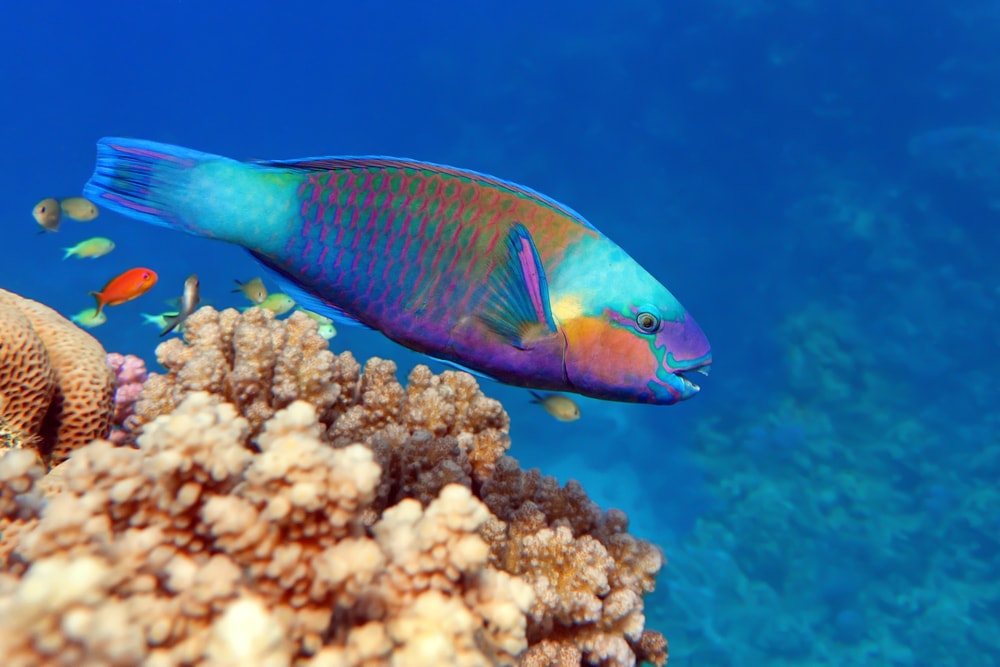 Parrotfish swimming down the blue ocean