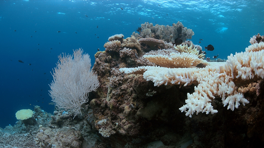 Coral under the ocean with fish swimming around it