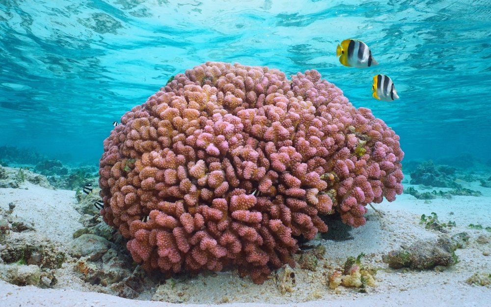 Two fish going inside a coral