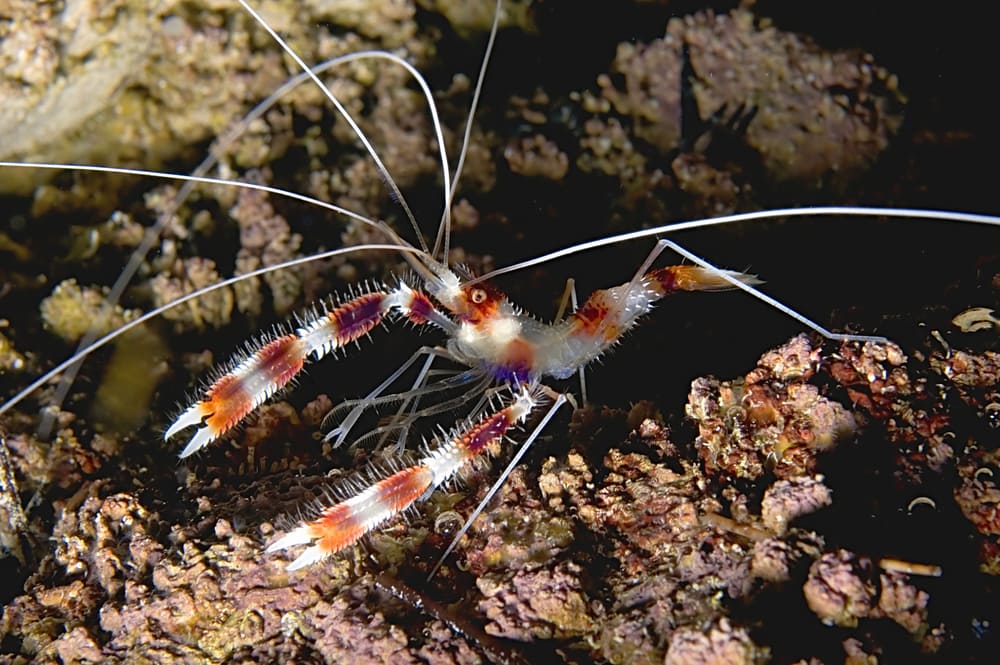 Red-banded Coral Shrimp getting out of the coral