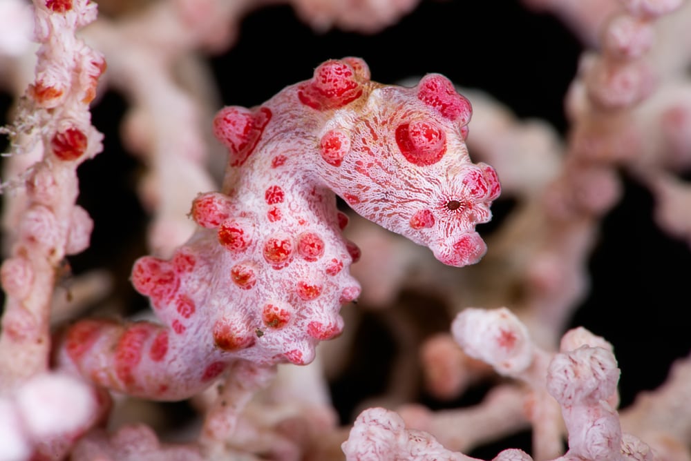 Close up photo of the Pygmy Seahorse