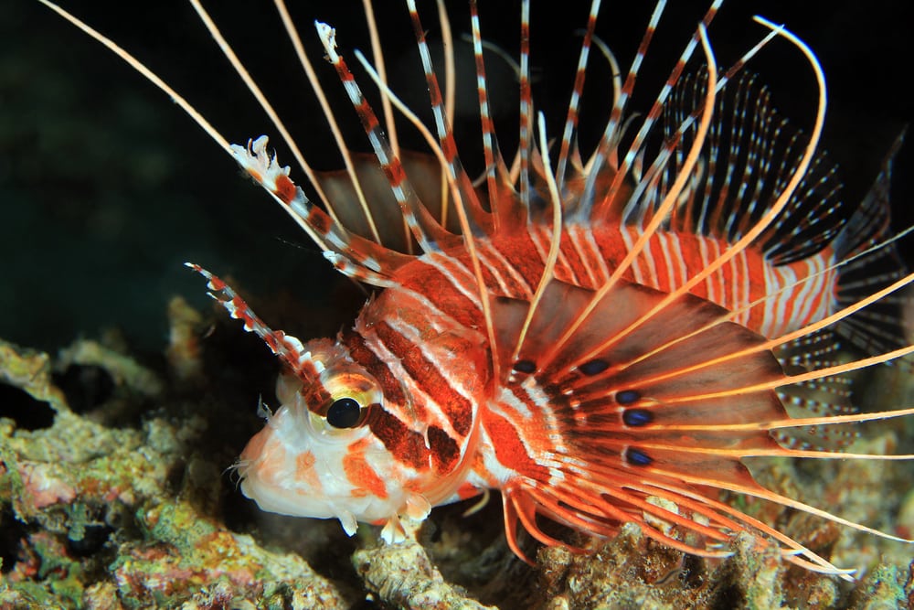 Spotfin Lionfish laying on a coral