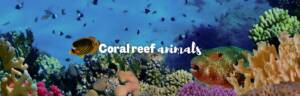 Coral reef animals featured image